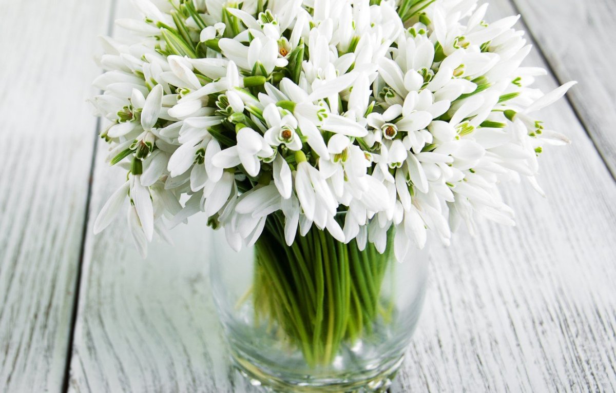 Подснежники на фоне дерева