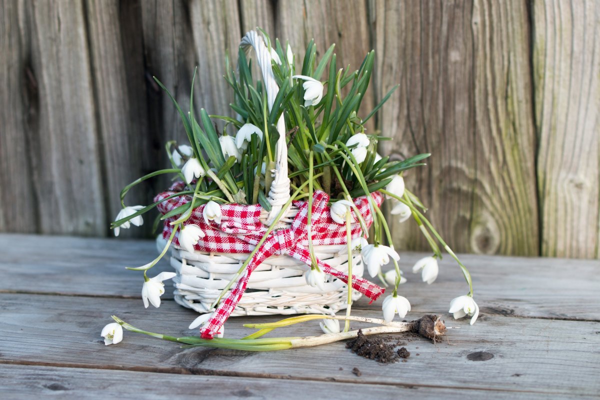 Букет подснежников
