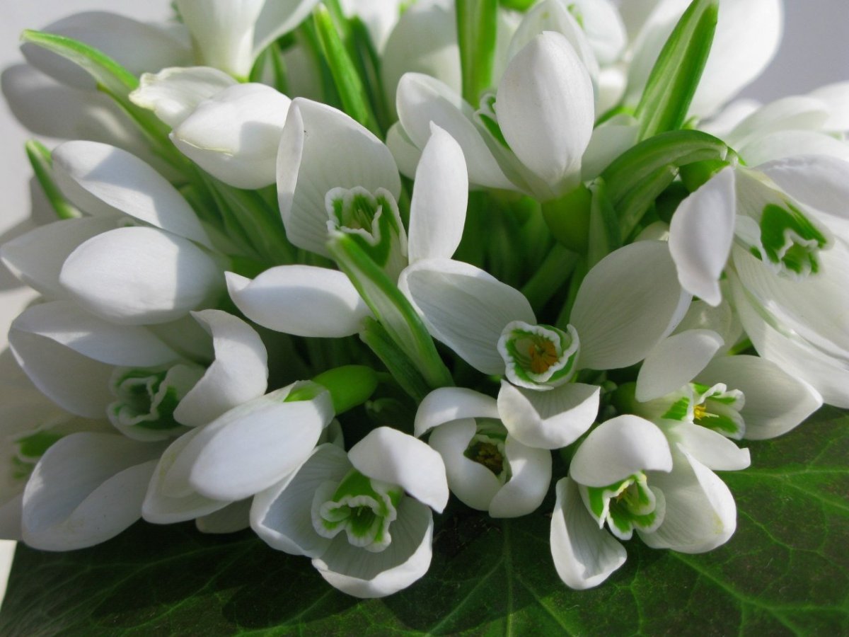 Ландыш Майский букет