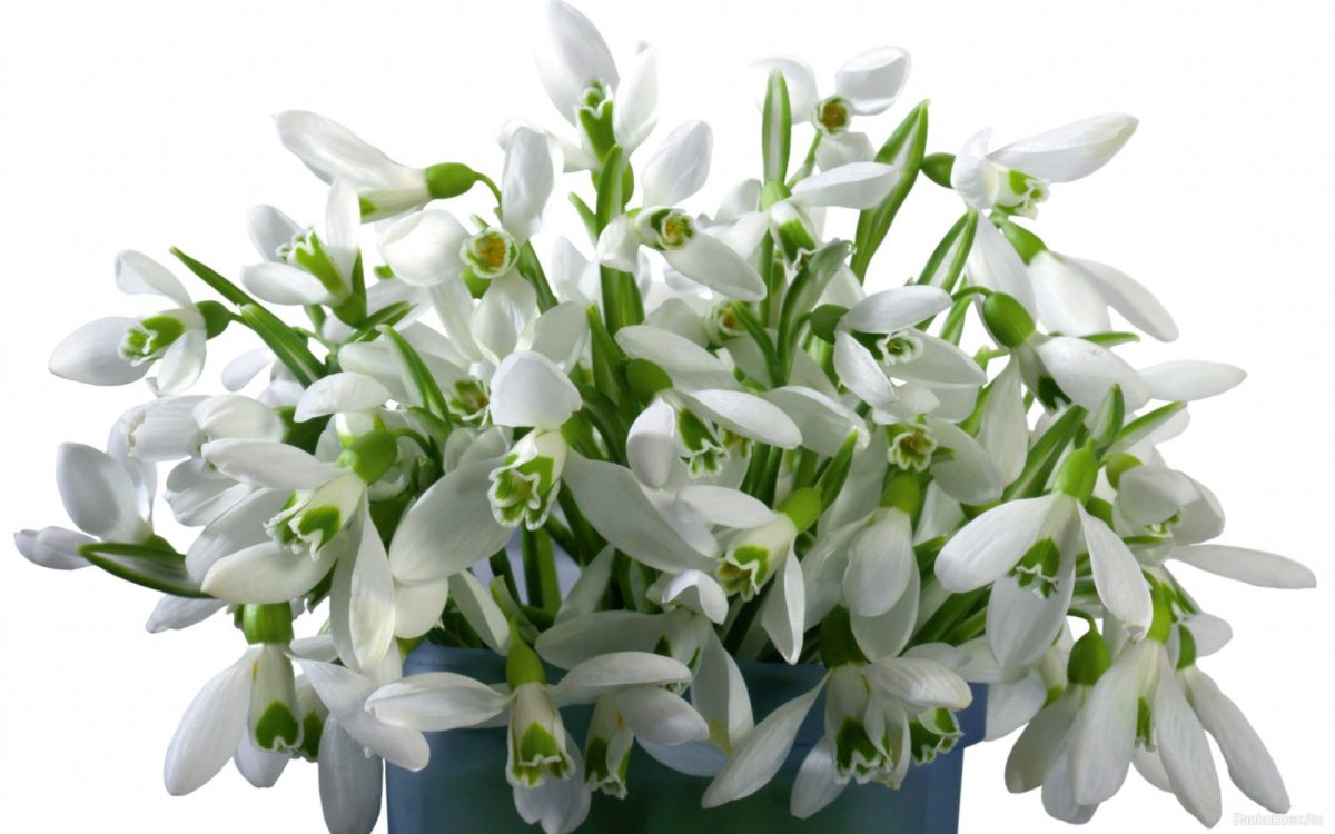 Первоцветы - подснежники, Ландыши?