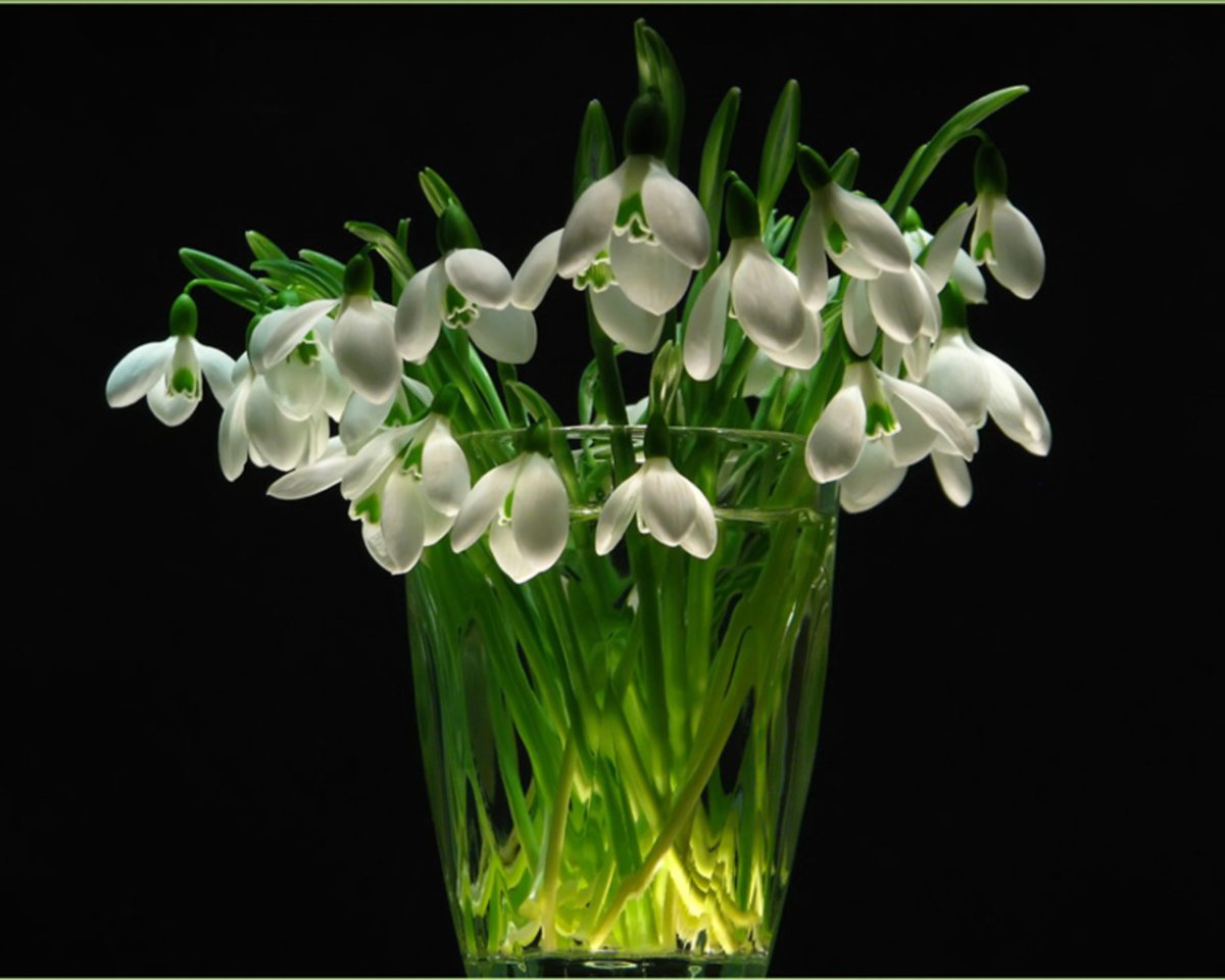 Подснежники фон для открытки