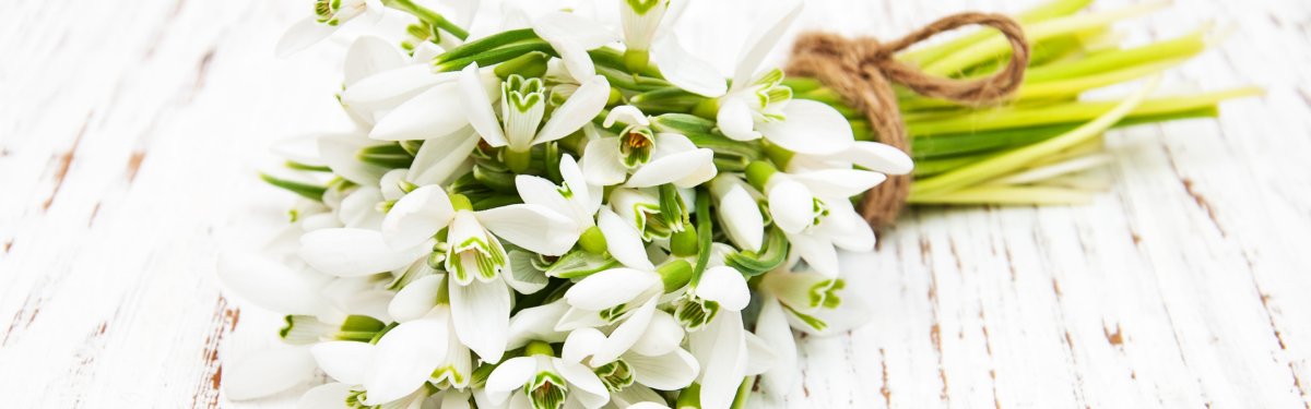 Красивый букет подснежников