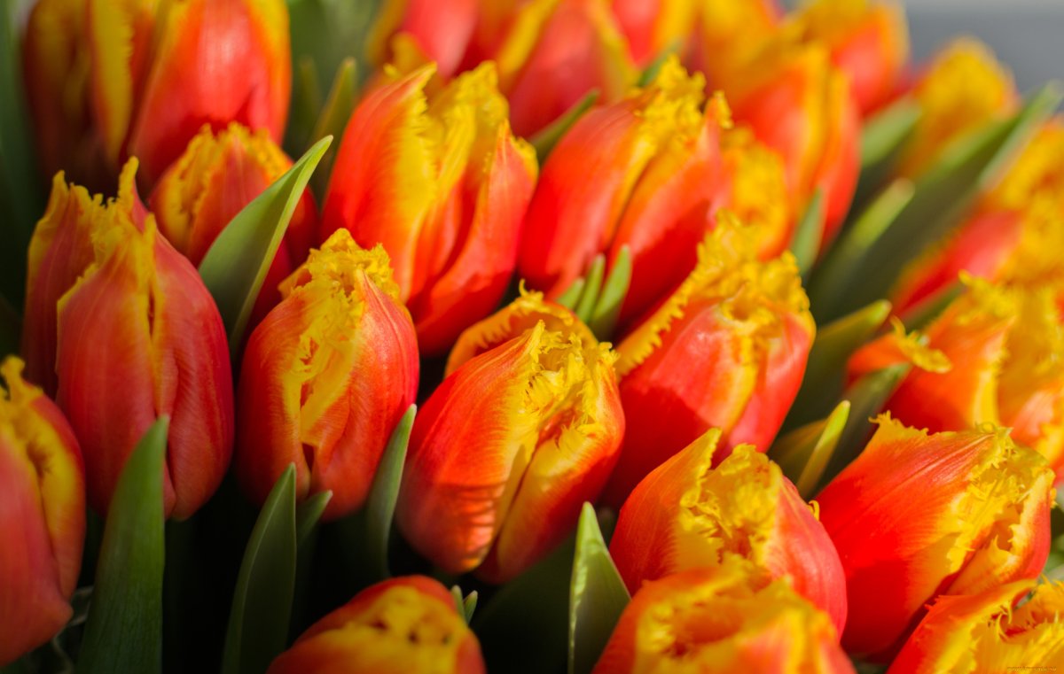 Кембридж тюльпан охапка