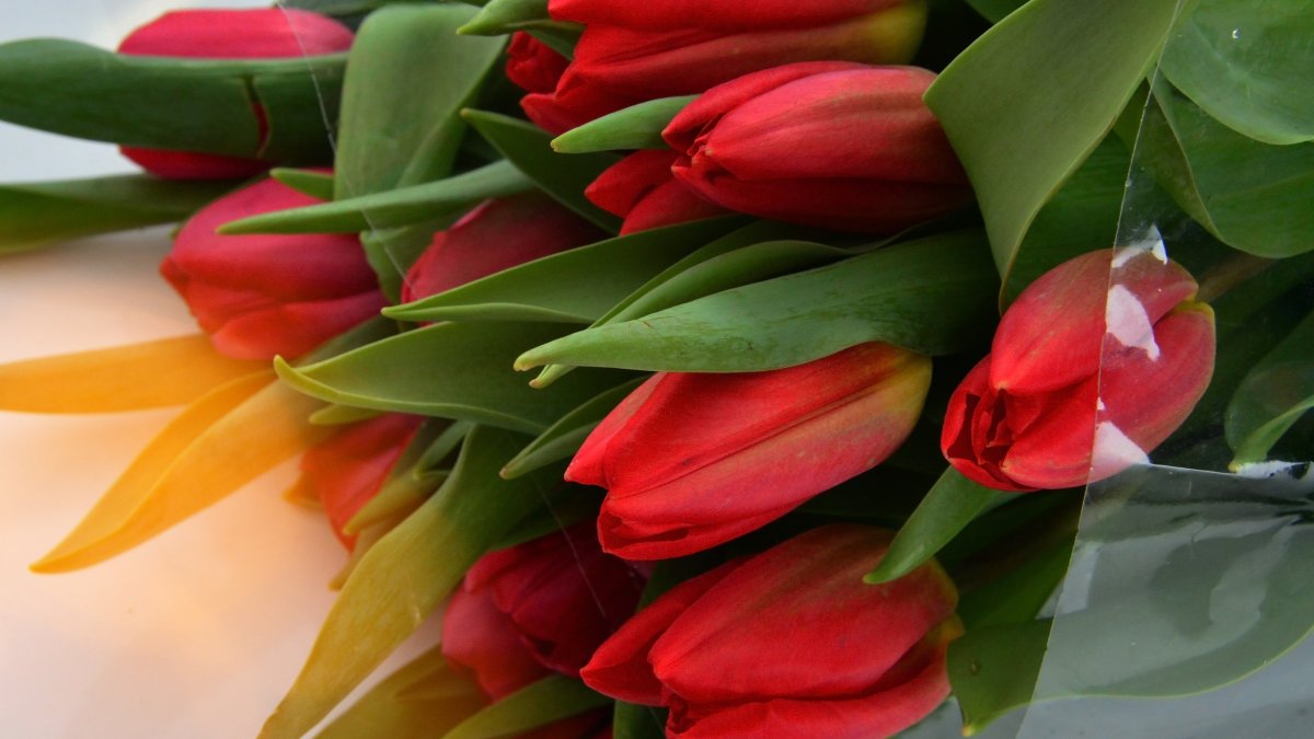 Цветы тюльпаны