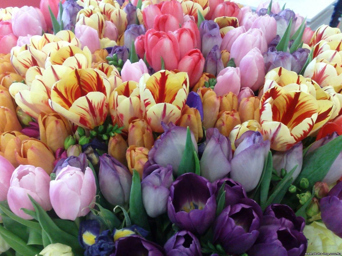 Огромный букет тюльпанов
