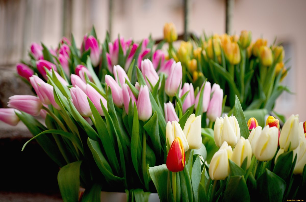 Охапка тюльпанов
