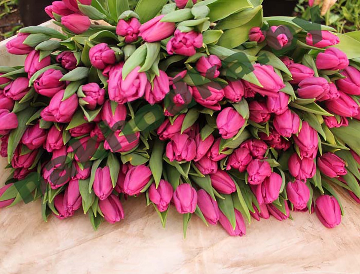 Огромный букет тюльпанов