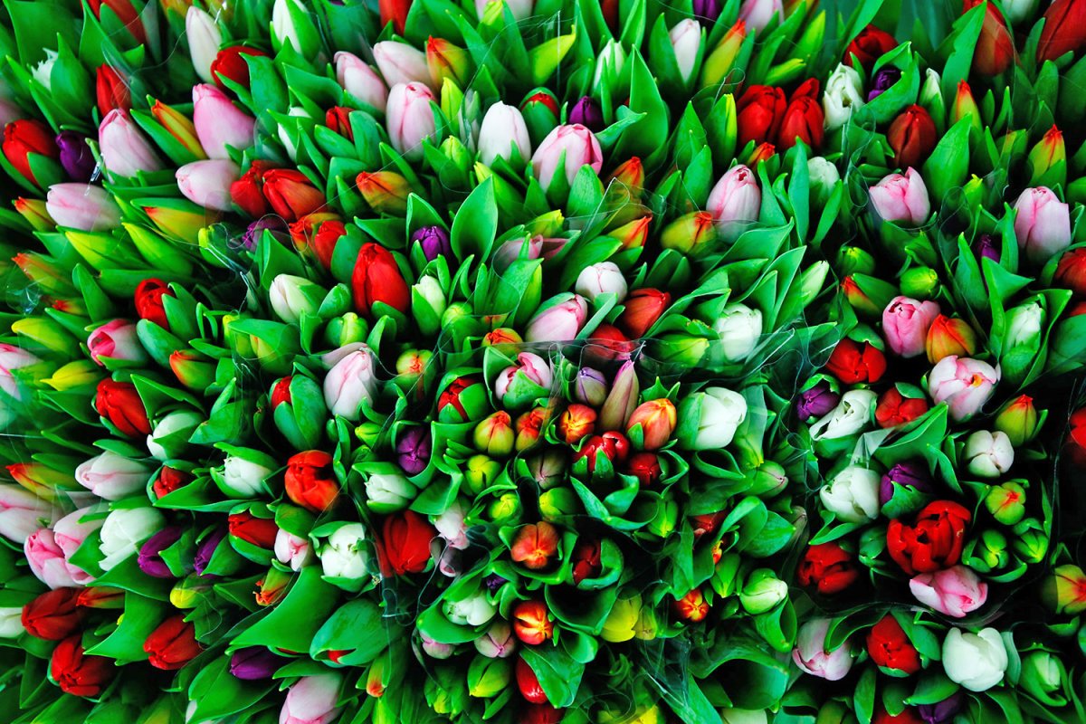 Пионовидные тюльпаны