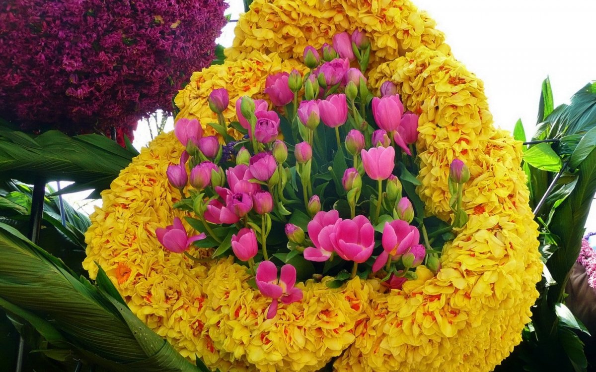 Много тюльпанов