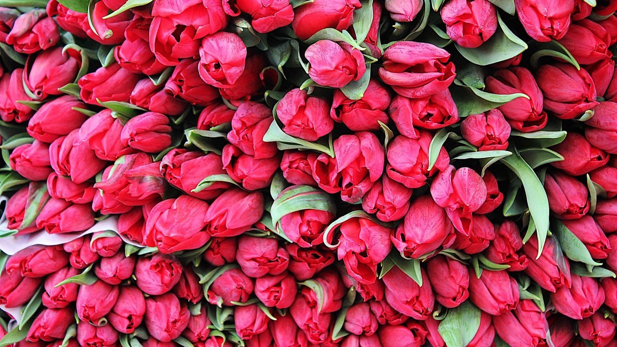 Огромный букет тюльпанов