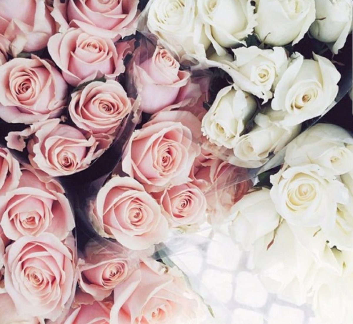 Белые розы заставка на телефон