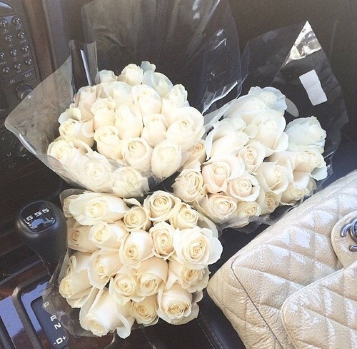 Роза Венделла Эквадор белая