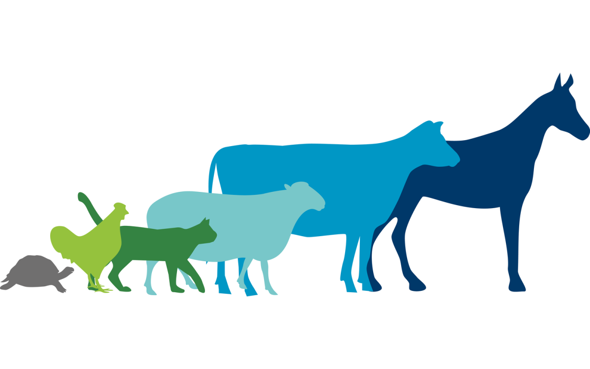 Собака медик