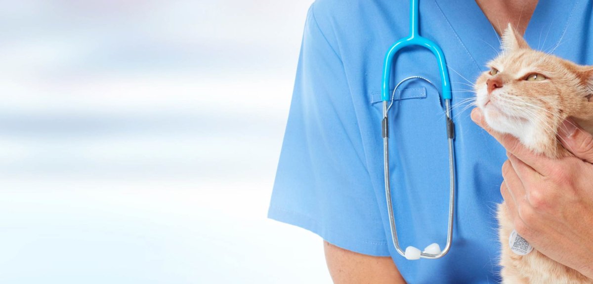 Ветеринар с кошкой и собакой