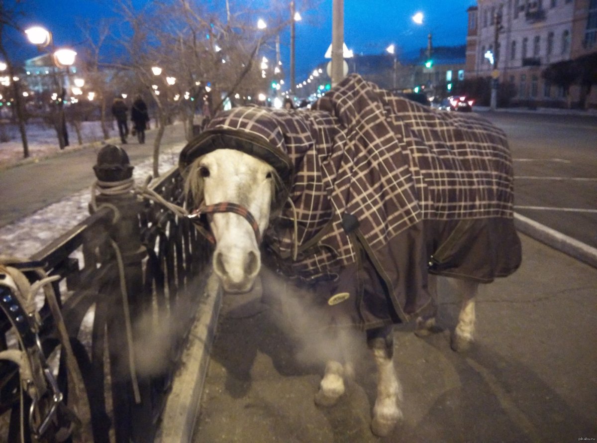 Конь в пальто