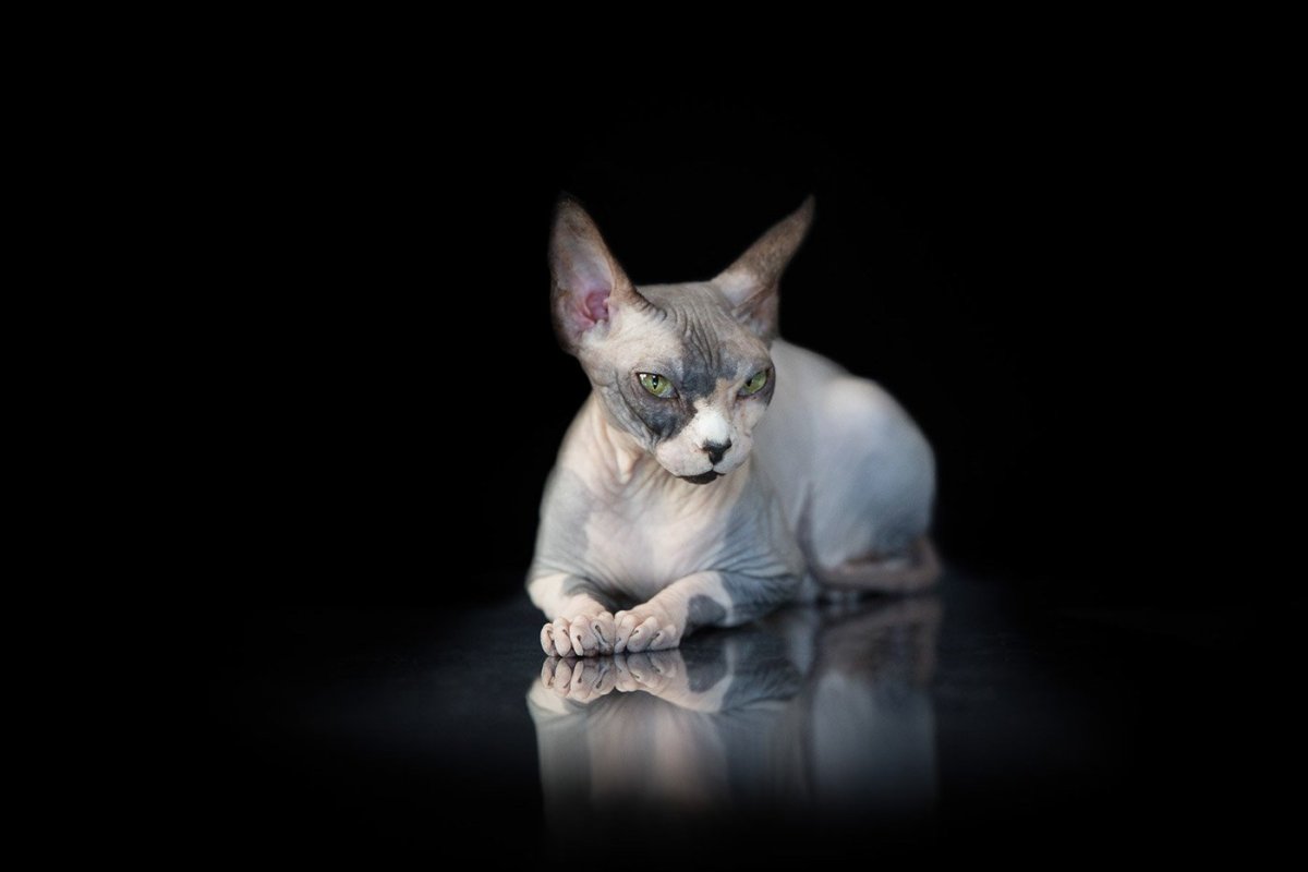 Канадский сфинкс на красивом фоне