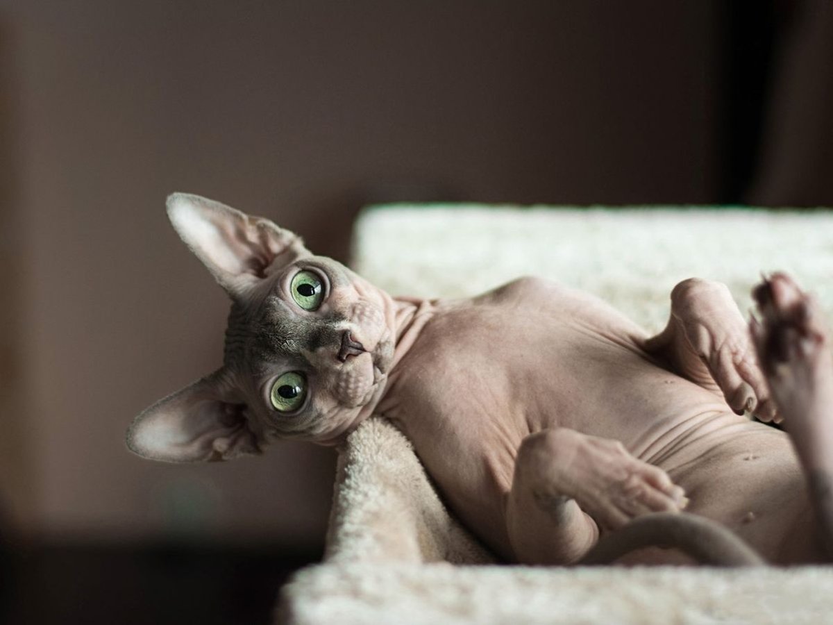 Ласковый сфинкс