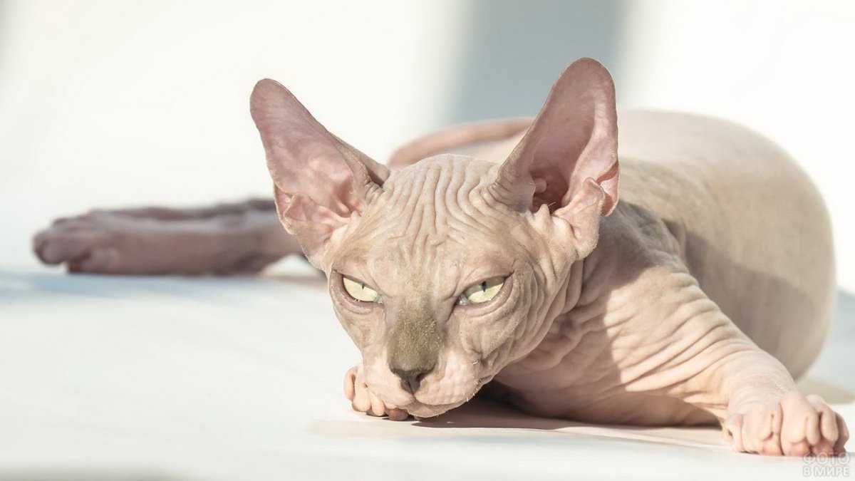 Кремовый канадский сфинкс