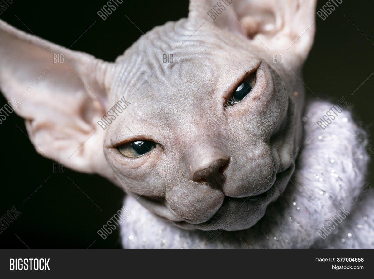 Сфинкс альбинос