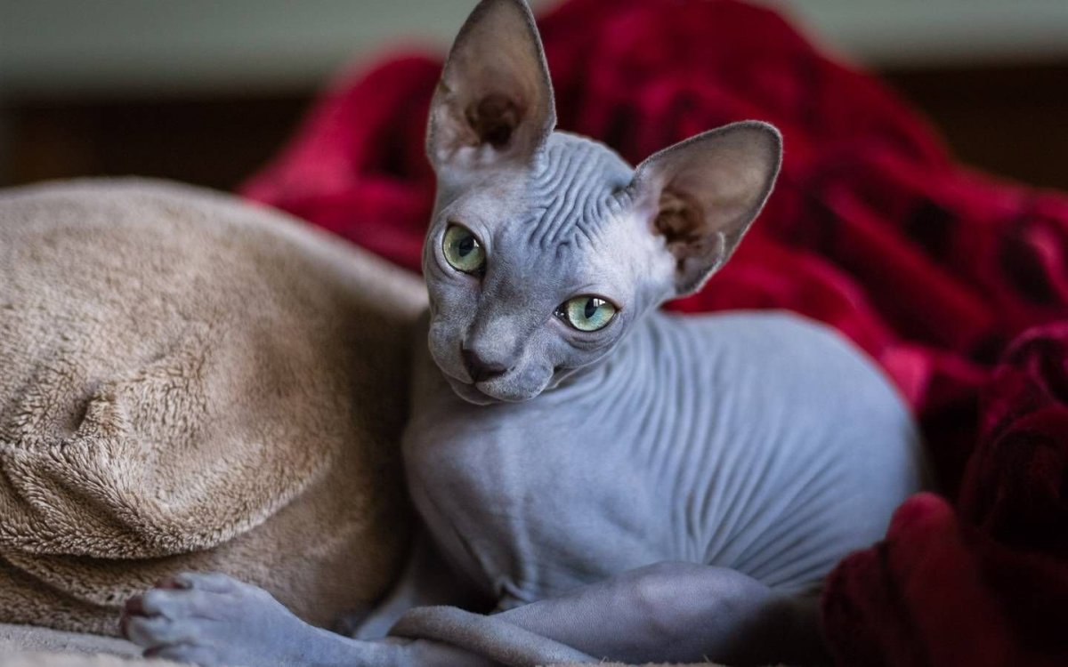 Кот породы сфинкс
