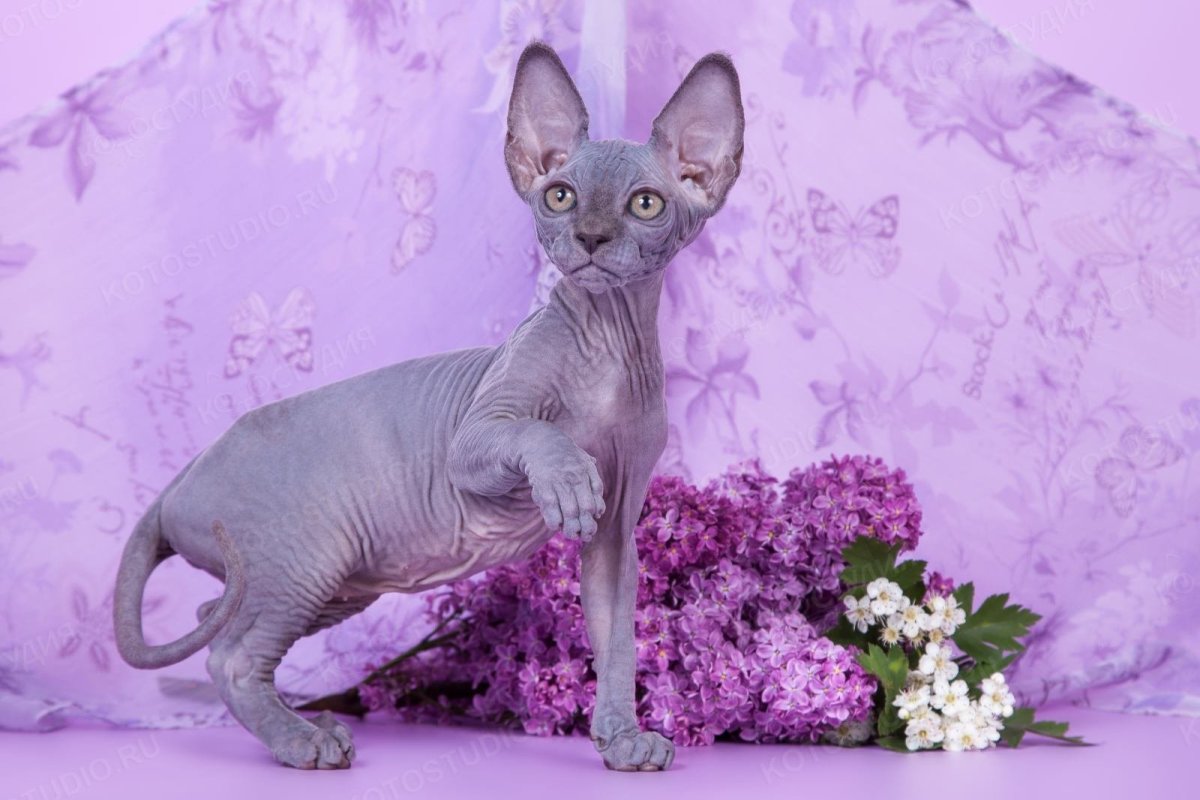 Канадский сфинкс