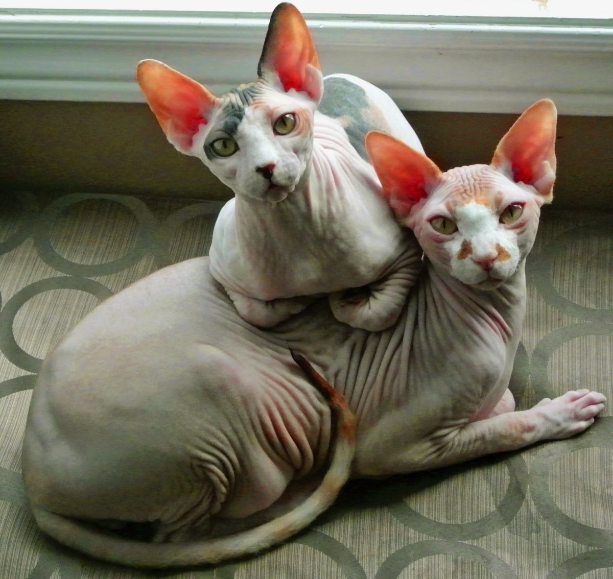 Пушистый канадский сфинкс