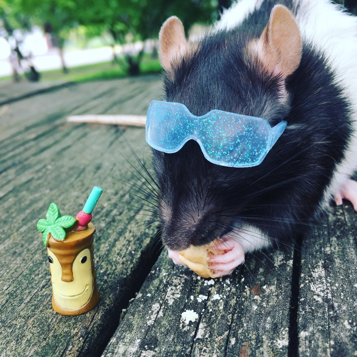 Крутая крыса на аву