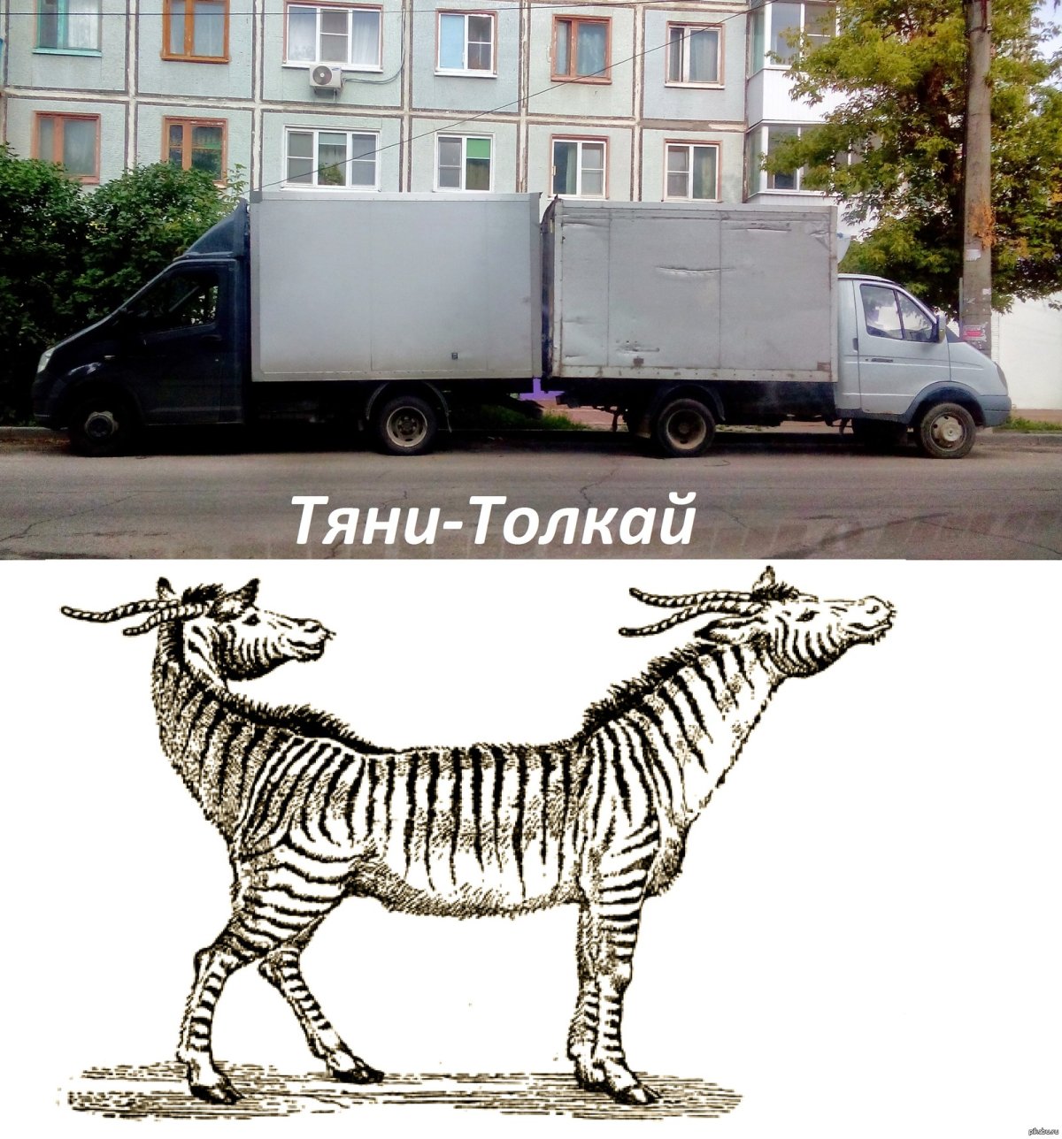 Тяни Толкай зверь