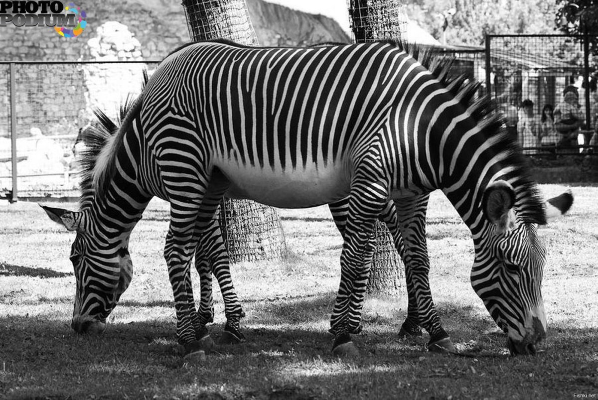 Сказочное животное Тяни Толкай