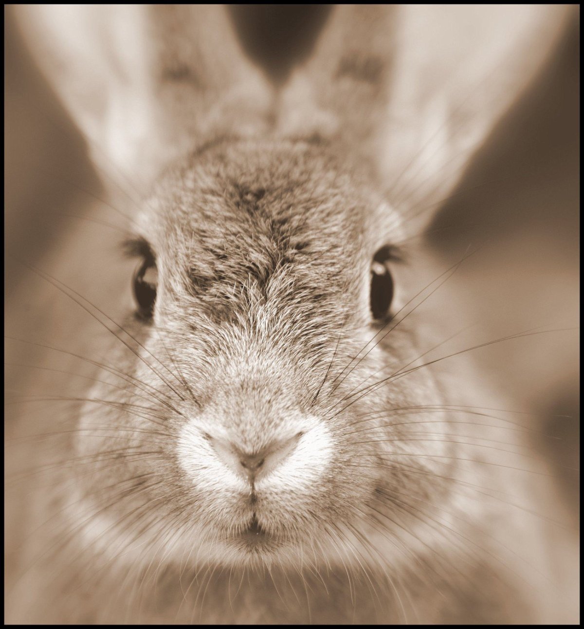 Машинная вышивка Багз Банни