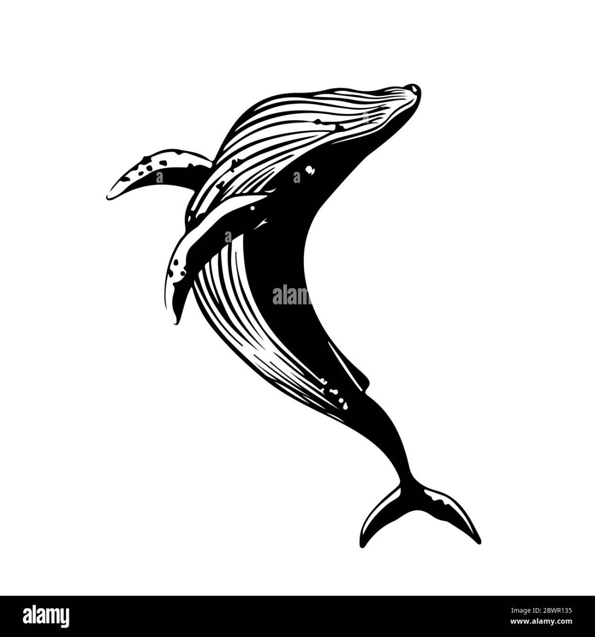 Кит Векторная Графика