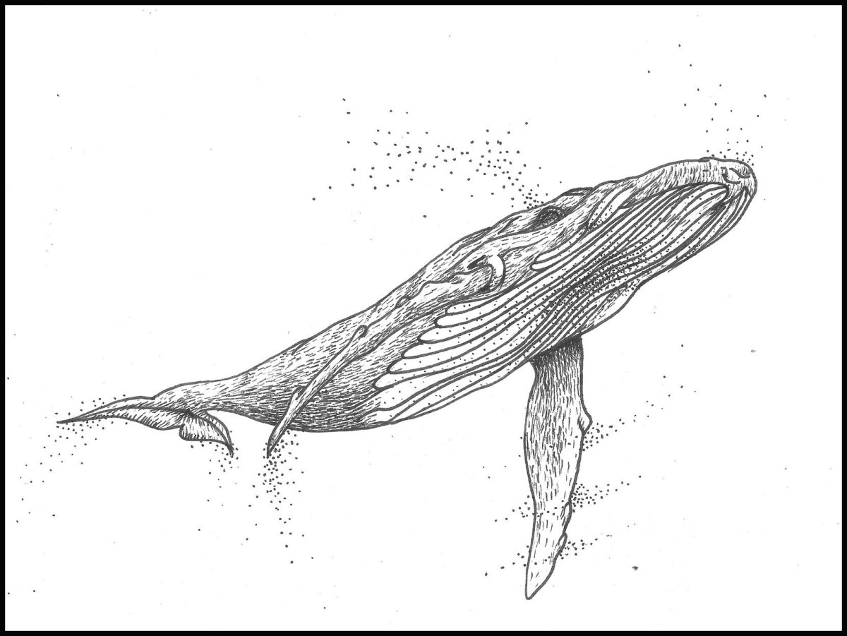 Кит Графика