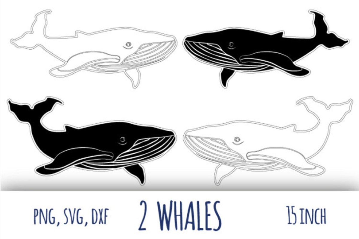 Кит очертания