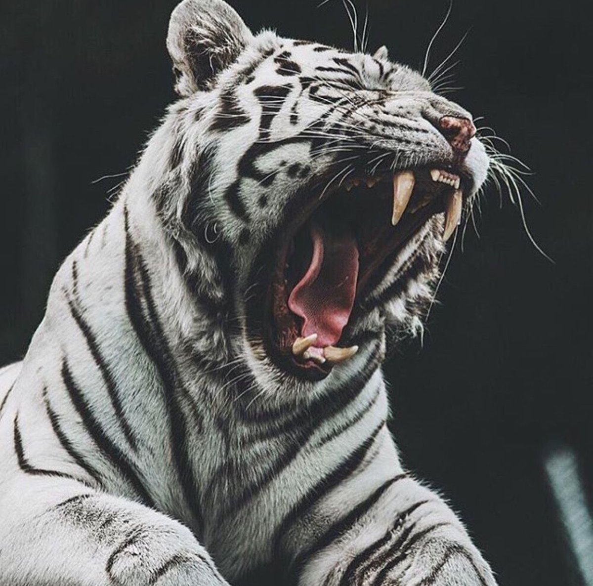 Тигр Эстетика