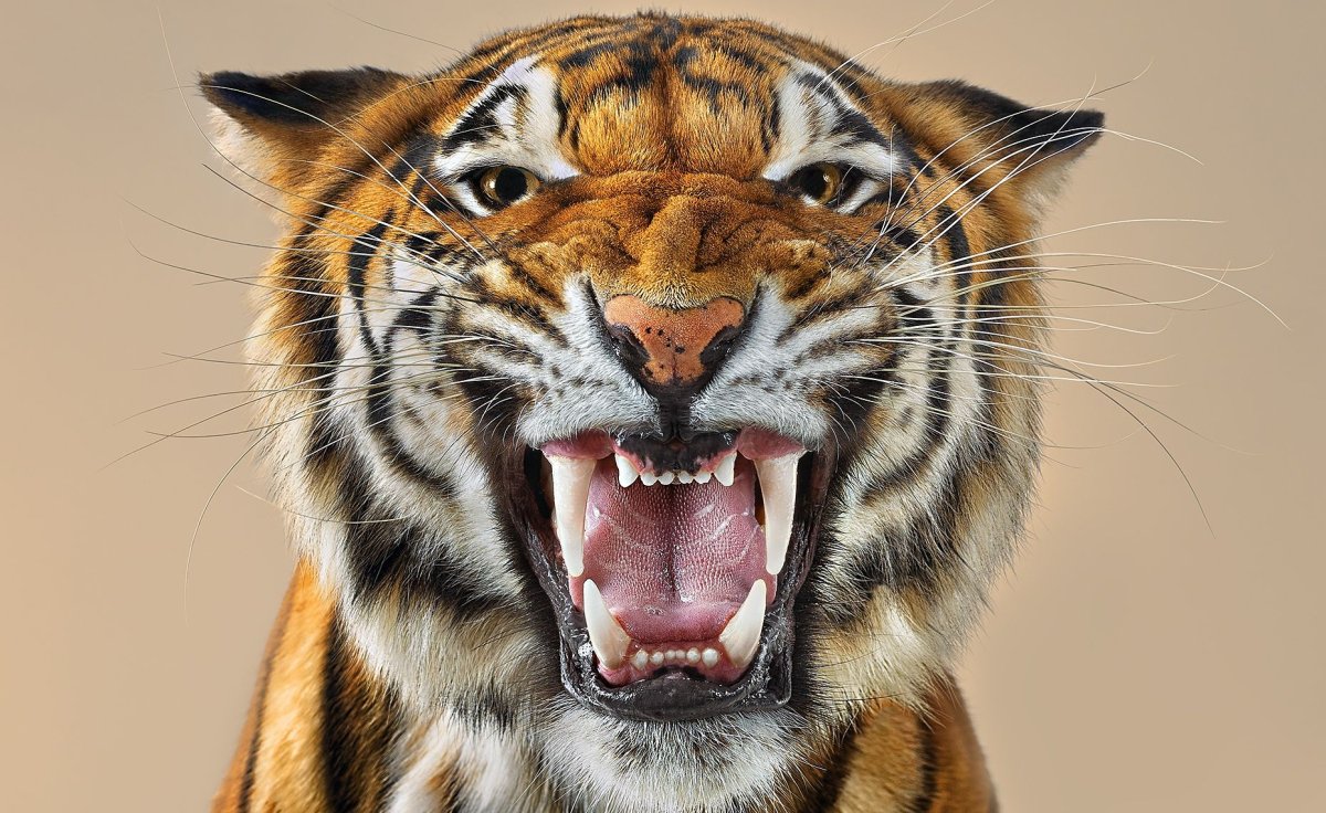 Японская гравюра тигр