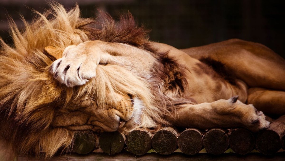 Доброе утро Лев