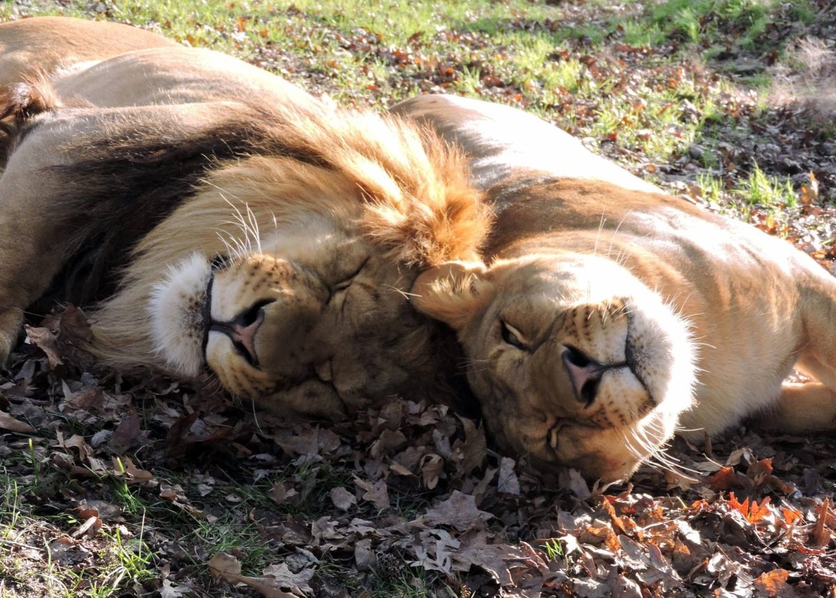 Милые влюбленные животные