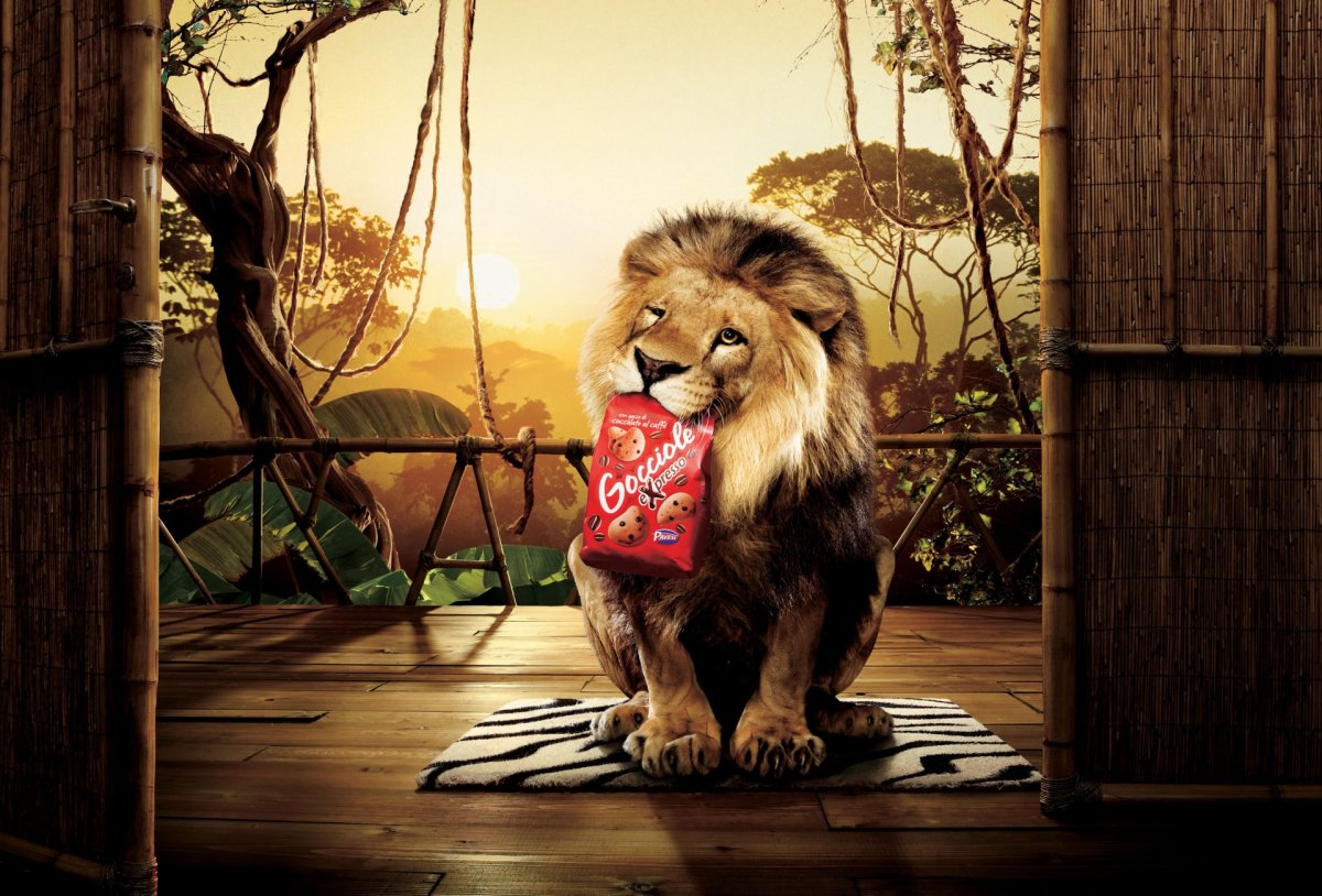 Львы с любимой львицей