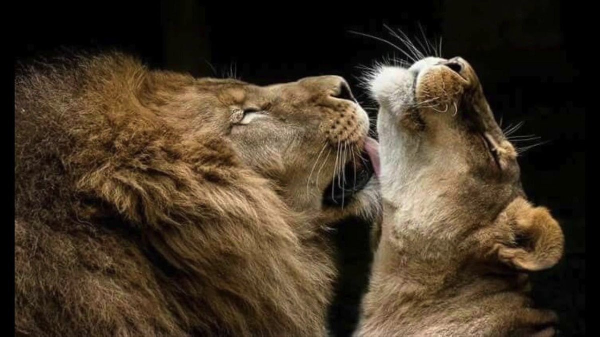 Львенок прикольный