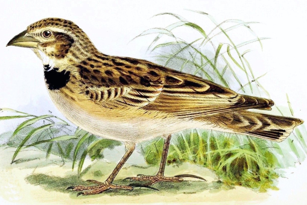 Двупятнистый Жаворонок