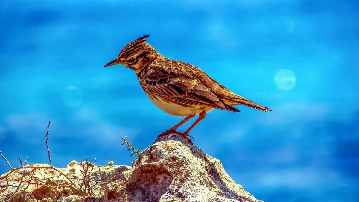 Жаворонок птица