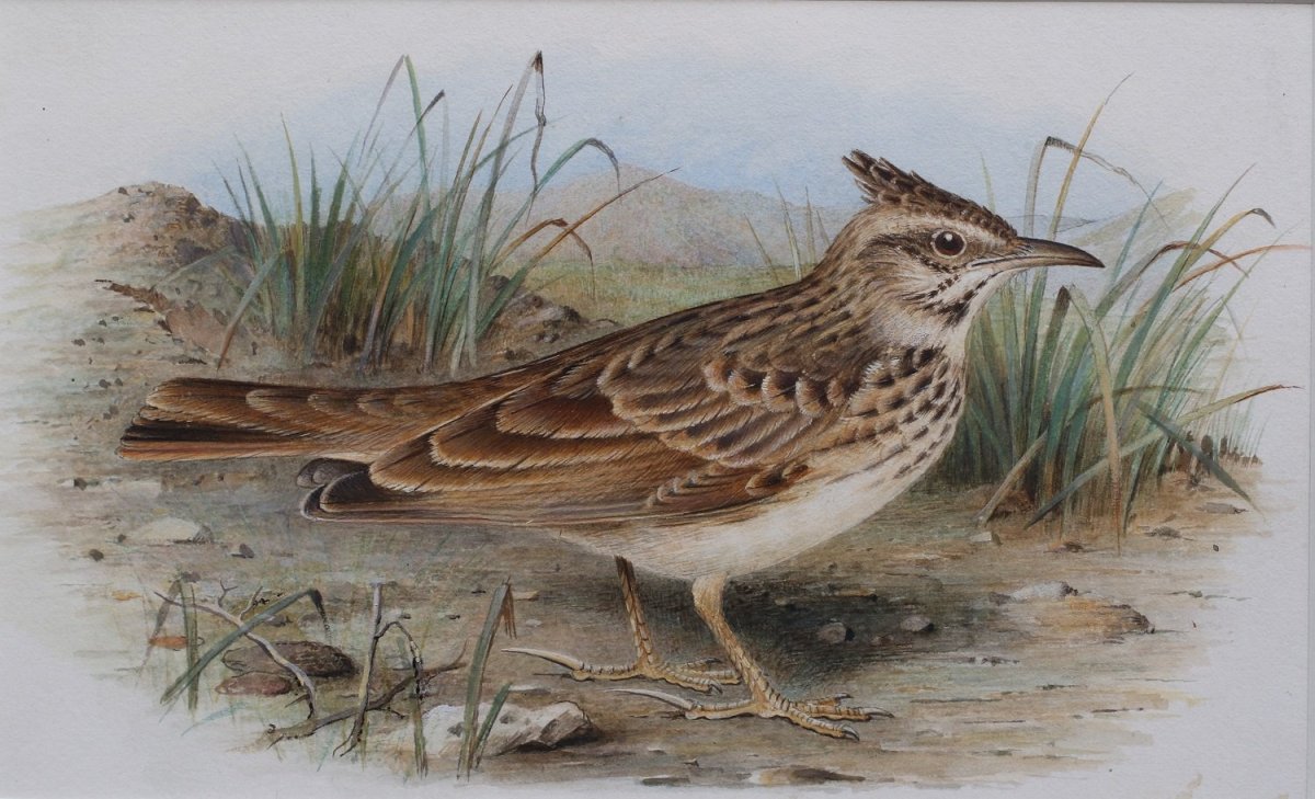 Рисование жаворонка