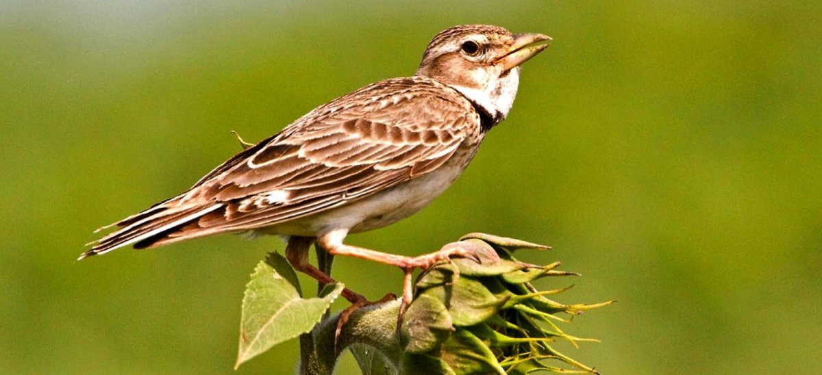 Жаворонок полевой для детей