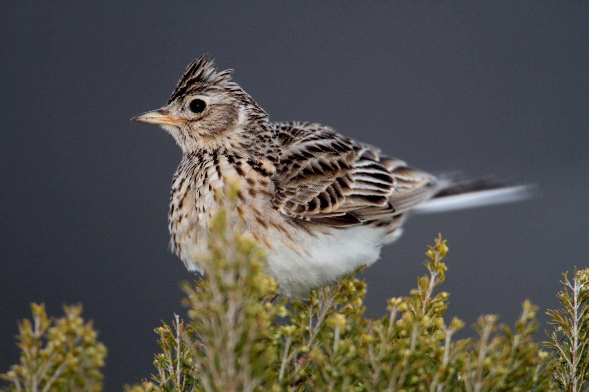 Обыкновенный полевой Жаворонок