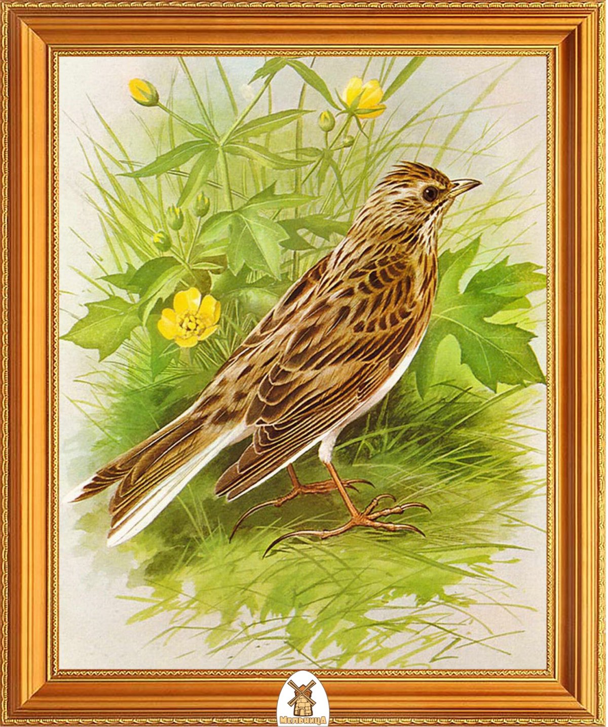 Птицы художника Basil Ede