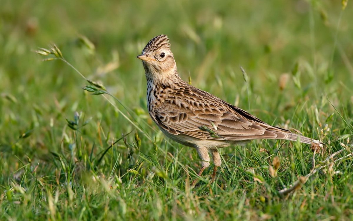 Ciocarlia Жаворонок