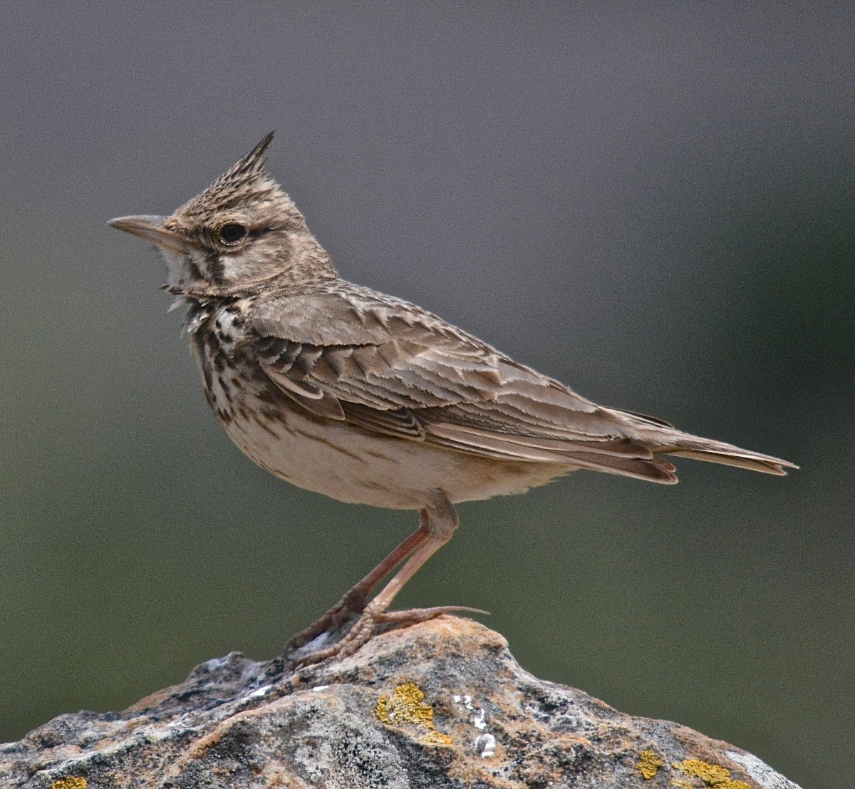 Короткопалый хохлатый Жаворонок