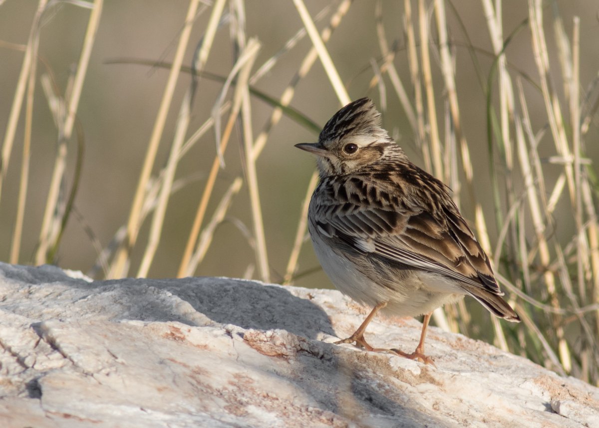 Лесной Жаворонок (Lullula Arborea) гнездо