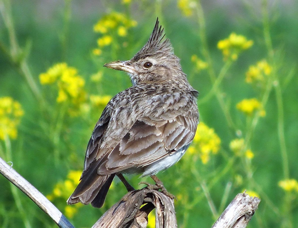 Крымский хохлатый Жаворонок