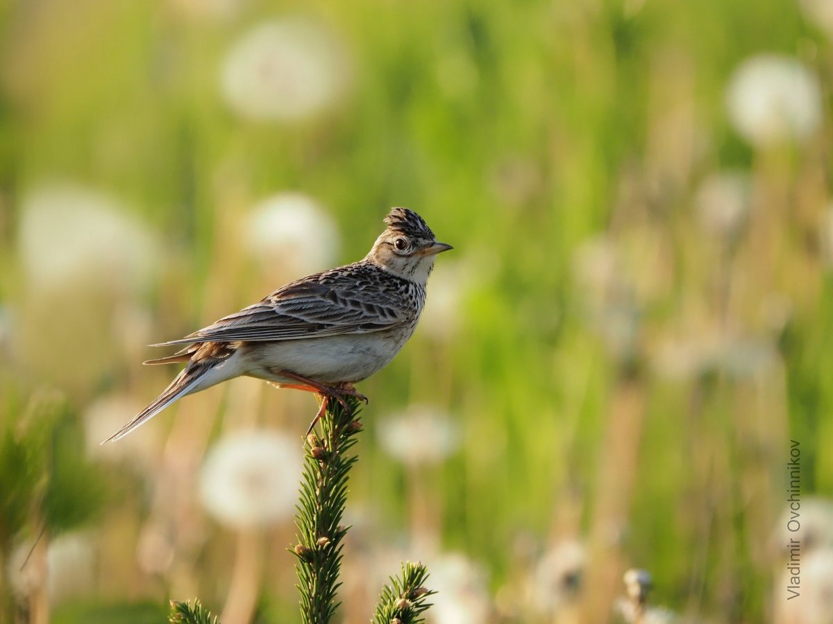 Skylark («Жаворонок»)
